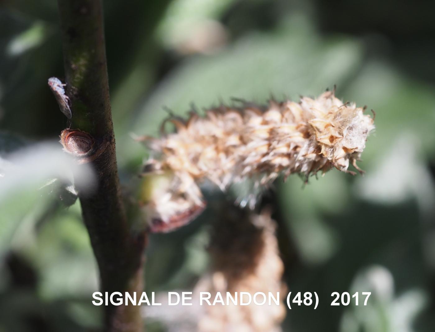 Willow, Downy fruit